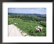 Sheep On The South Downs Near Lewes, East Sussex, England, United Kingdom by Jenny Pate Limited Edition Print