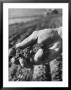 Farmer Holding A Handful Of Soil by Ed Clark Limited Edition Print