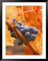 Dew On Cabernet Grapes, Napa Valley Wine Country, California, Usa by John Alves Limited Edition Print