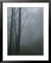 Hikers Enjoy A Foggy Outing On A Trail In The Shenandoah Valley by George F. Mobley Limited Edition Print
