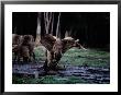 A Female Forest Elephant Charges The Photographer by Michael Nichols Limited Edition Print
