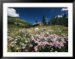 An Old Miners Cabin With Purple Asters In The Foreground by Richard Nowitz Limited Edition Print