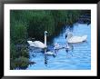 A Family Of Trumpeter Swans Swims In The Water by Melissa Farlow Limited Edition Print