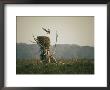 An Osprey Lands On Its Nest by Walter Meayers Edwards Limited Edition Print