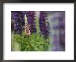 Close View Of A Wild Lupine by Phil Schermeister Limited Edition Print