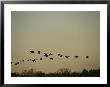 Silhouetted Canada Geese Flying In Formation At Twilight by Raymond Gehman Limited Edition Print