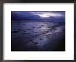 Twilight View Of Crabs Scuttling Along The Beach by Michael Nichols Limited Edition Print
