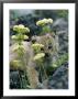 A Tiny Lynx Cub Peeks Out Through A Clump Of Wildflowers by Norbert Rosing Limited Edition Print