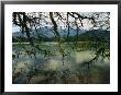 Moss-Covered Branches Reach Out Over A Lake At Bukit Larut by Steve Raymer Limited Edition Print