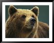 A Close View Of The Face Of A Brown Bear by Klaus Nigge Limited Edition Print