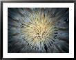 A Tentacled Sea Anemone by Wolcott Henry Limited Edition Print