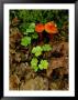 Vivid Red Cortinarius Mushrooms Among Clover Plants by Phil Schermeister Limited Edition Print