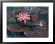 Water Lily Plants by B. Anthony Stewart Limited Edition Print