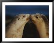 Whisker Touch Display Between Two Juvenile Australian Sea Lions by Jason Edwards Limited Edition Pricing Art Print