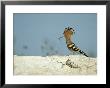 A Hoopoe Carries An Insect In Its Mouth by Klaus Nigge Limited Edition Print