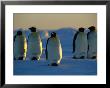 Emperor Penguins On The Frozen Ross Sea by Maria Stenzel Limited Edition Print
