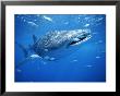 Small Fish Swim Along With A Whale Shark, Rhincodon Typus by Brian J. Skerry Limited Edition Print