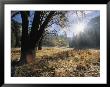 A Burst Of Sunlight Over Yosemites Sentinel Meadow by Marc Moritsch Limited Edition Print