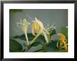 Close Up Of Honeysuckle, Elkhorn, Nebraska by Joel Sartore Limited Edition Pricing Art Print