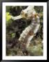 A Close View Of A Longsnout Seahorse, Hippocampus Reidi by Bill Curtsinger Limited Edition Print