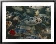 Close-Up Of A School Of Goldfish by Paul Zahl Limited Edition Print