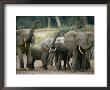 A Group Of African Forest Elephants In A Clearing by Michael Fay Limited Edition Print