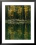 Subalpine Larches Displaying Fall Colors Are Reflected In Mary Lake by Raymond Gehman Limited Edition Print