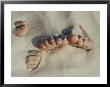 Two Pairs Of Feet Push Up Through The Sand by Jodi Cobb Limited Edition Print