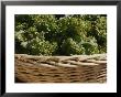 Fresh Lettuce In A Basket At The Dupont Circle Farmers Market by Stacy Gold Limited Edition Print