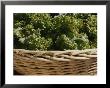 Fresh Lettuce In A Basket At The Dupont Circle Farmers Market by Stacy Gold Limited Edition Pricing Art Print