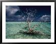 A Tree Floats In The Crystal-Clear Waters Of Palmyra Atoll by Randy Olson Limited Edition Print