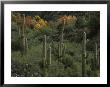 Saguaro Cacti In The San Pedro Valley by Annie Griffiths Belt Limited Edition Print