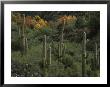 Saguaro Cacti In The San Pedro Valley by Annie Griffiths Belt Limited Edition Pricing Art Print