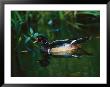 A Male Wood Duck Makes Its Home In The Wildlife Park At Brookgreen Gardens In South Carolina by Raymond Gehman Limited Edition Print