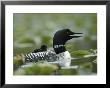 A Loon Chick Rides Piggy-Back On Its Parent by Michael S. Quinton Limited Edition Print