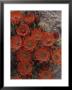 Claret Cup Cactus Flowers (Echinocereus Triglochidiatus) by Michael Melford Limited Edition Print