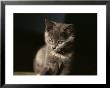 Close View Of A Gray Kitten by Stephen St. John Limited Edition Print