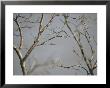 Close View Of Leafless Tree Branches by Raymond Gehman Limited Edition Print