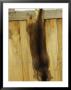 An Abyssinian Cat Jumps Down From A Fence by Jason Edwards Limited Edition Print