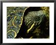 A Coahuilan Red-Eared Turtle Photographed At Laguna Del Hundido by George Grall Limited Edition Print