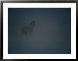Horse In A Snowstorm Near Boggs, Wyoming by Paul Chesley Limited Edition Print