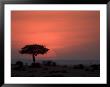 An Acacia Tree In The Masai Mara Silhouetted By The Setting Sun by Roy Toft Limited Edition Pricing Art Print