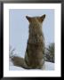 A Coyote Sitting In The Snow Looking Out Over A White Landscape by Tom Murphy Limited Edition Pricing Art Print
