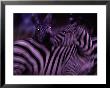 Blurred View Of A Pair Of Zebras by Michael Nichols Limited Edition Print