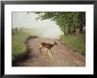 A White-Tailed Deer Crosses A Dirt Road In Cades Cove by George F. Mobley Limited Edition Print