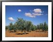 Olive Grove Near Ronda, Andalucia, Spain by Michael Busselle Limited Edition Print