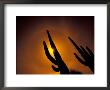 Saguaro Cactus, Tucson, Arizona, Usa by Walter Bibikow Limited Edition Print