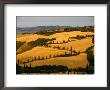 Golfen Tuscan Landscape Near La Foce, Tuscany, Italy by Diana Mayfield Limited Edition Print