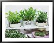 Shelf Of Pots Of Herbs, Salad Rocket, Marjoram And Rosemary Sprigs by Linda Burgess Limited Edition Pricing Art Print