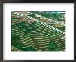 Water Field Rice Terraces In The Mountains, Long Ji, China by Keren Su Limited Edition Print